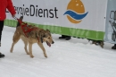 Schlittenhunderennen-Todtmoos-24022013-Bodensee-Community-Seechat_62.JPG