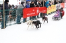 Schlittenhunderennen-Todtmoos-24022013-Bodensee-Community-Seechat_94.JPG