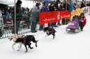 Schlittenhunderennen-Todtmoos-24022013-Bodensee-Community-Seechat_95.JPG