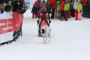 Schlittenhunderennen-Todtmoos-24022013-Bodensee-Community-seechat_de-IMG_3126.JPG