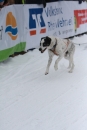 Schlittenhunderennen-Todtmoos-24022013-Bodensee-Community-seechat_de-IMG_3127.JPG