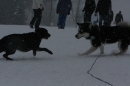 Schlittenhunderennen-Todtmoos-24022013-Bodensee-Community-seechat_de-IMG_3397.JPG