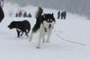 Schlittenhunderennen-Todtmoos-24022013-Bodensee-Community-seechat_de-IMG_3401.JPG