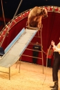 Circus-Luna-Radolfzell-21-03-2013-Bodensee-Community-SEECHAT_DE-IMG_7208.JPG