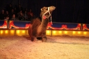 Circus-Luna-Radolfzell-21-03-2013-Bodensee-Community-SEECHAT_DE-IMG_7359.JPG