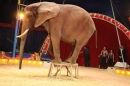 Circus-Luna-Radolfzell-21-03-2013-Bodensee-Community-SEECHAT_DE-IMG_7595.JPG