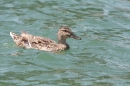 Badewannenrennen-Wasserburg-140713-Bodensee-Community-seechat_DE-IMG_7160.JPG