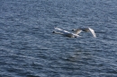 Zwei-Zeppelin-NT-Flug-Friedrichshafen-191013-Bodensee-Community-SEECHAT_de-IMG_5614.JPG