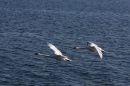 Zwei-Zeppelin-NT-Flug-Friedrichshafen-191013-Bodensee-Community-SEECHAT_de-IMG_5617.JPG