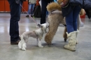 animal-Messe-Stuttgart-16-11-2013-Bodensee-Community-SEECHAT_DE-IMG_1817.JPG