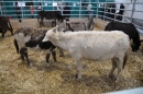 PFERD-BODENSEE-MESSE-Friedrichshafen-140214-Community-SEECHAT_DE-IMG_4544.JPG