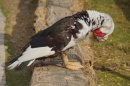 Lochmuehle-Eigeltingen-06-04-2014-Bodensee-Community-SEECHAT_DE-0027.JPG