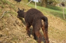 Lochmuehle-Eigeltingen-06-04-2014-Bodensee-Community-SEECHAT_DE-0121.JPG