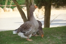 Lochmuehle-Eigeltingen-06-04-2014-Bodensee-Community-SEECHAT_DE-0143.JPG