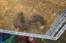 Ostermarkt-Engen-06-04-2014-Bodensee-Community-SEECHAT_DE-0002.JPG