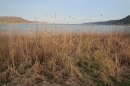 Naturschutzgebiet-Bodman-Ludwigshafen-7-4-14-Bodensee-Community-SEECHAT_DE-IMG_2200.JPG