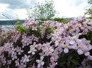 Floriansfest-Mai-Wanderung-Sipplingen-01-05-2014-Bodensee-Community-SEECHAT_DE-P1010310.JPG