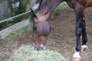 Reitturnier-Ueberlingen-28-06-2014-Bodensee-Community-SEECHAT_DE-IMG_5200.JPG