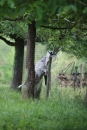 Reitturnier-Ueberlingen-28-06-2014-Bodensee-Community-SEECHAT_DE-IMG_5204.JPG