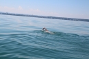 Bodenseequerung-Meik-Friedrichshafen-170714-Bodensee-Community_SEECHAT_DE-IMG_7142.JPG