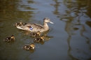 Bodenseequerung-Meik-Friedrichshafen-170714-Bodensee-Community_SEECHAT_DE-IMG_8098.JPG