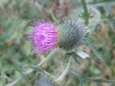 Volksmarsch-Zizenhausen-20-07-2014-Bodensee-Community-SEECHAT_DE-IMG_1540.JPG