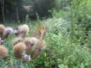 Volksmarsch-Zizenhausen-20-07-2014-Bodensee-Community-SEECHAT_DE-IMG_1546.JPG