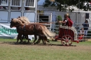 Eurocheval-Pferdemesse-270714-Offenburg-Bodensee-Community-SEECHAT_DE-IMG_0296.JPG