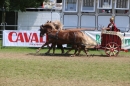 Eurocheval-Pferdemesse-270714-Offenburg-Bodensee-Community-SEECHAT_DE-IMG_0329.JPG