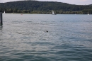 Badewannenrennen-DLRG-Bodman-10-08-2014-Bodensee-Community_SEECHAT_DE-IMG_5692.JPG