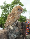 Flohmarkt-Bad-Saulgau-080515-Bodensee-Community-SEECHAT_DE-_35_.JPG