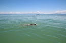 Bodenseequerung-Stefan-Jung-280615-Bodensee-Community-SEECHAT_DE-IMG_7396.JPG