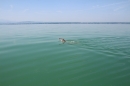 Bodenseequerung-Martin-Fessl-120715-Bodensee-Community-SEECHAT_DE-IMG_9864.JPG