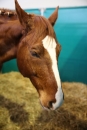 PFERD-BODENSEE-Friedrichshafen-13022016-Bodensee-Community-SEECHAT_DE-IMG_6880.JPG