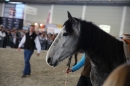 PFERD-BODENSEE-Friedrichshafen-13022016-Bodensee-Community-SEECHAT_DE-IMG_6895.JPG