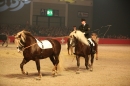 PFERD-BODENSEE-Friedrichshafen-13022016-Bodensee-Community-SEECHAT_DE-IMG_7449.JPG