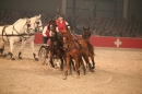 PFERD-BODENSEE-Friedrichshafen-13022016-Bodensee-Community-SEECHAT_DE-IMG_7634.JPG