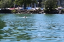 BODENSEEBOOT-Bodenseequerung-Hamza-Friedrichshafen-20160610-SEECHAT-_92_.JPG