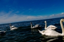 Hochwasser-am-Bodensee-Rorschach-2016-06-20-Bodensee-Community-SEECHAT-CH-_125_.jpg