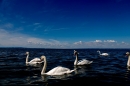 Hochwasser-am-Bodensee-Rorschach-2016-06-20-Bodensee-Community-SEECHAT-CH-_126_.jpg