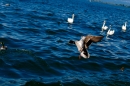 Hochwasser-am-Bodensee-Rorschach-2016-06-20-Bodensee-Community-SEECHAT-CH-_135_.jpg