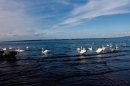 Hochwasser-am-Bodensee-Rorschach-2016-06-20-Bodensee-Community-SEECHAT-CH-_141_.jpg