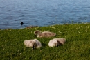 Hochwasser-am-Bodensee-Rorschach-2016-06-20-Bodensee-Community-SEECHAT-CH-_146_.jpg