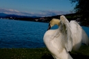 Hochwasser-am-Bodensee-Rorschach-2016-06-20-Bodensee-Community-SEECHAT-CH-_151_.jpg