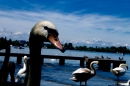 Hochwasser-am-Bodensee-Rorschach-2016-06-20-Bodensee-Community-SEECHAT-CH-_27_.jpg