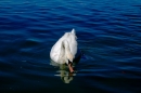 Hochwasser-am-Bodensee-Rorschach-2016-06-20-Bodensee-Community-SEECHAT-CH-_60_.jpg