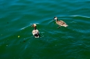 Hochwasser-am-Bodensee-Rorschach-2016-06-20-Bodensee-Community-SEECHAT-CH-_63_.jpg