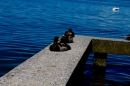 Hochwasser-am-Bodensee-Rorschach-2016-06-20-Bodensee-Community-SEECHAT-CH-_64_.jpg