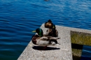 Hochwasser-am-Bodensee-Rorschach-2016-06-20-Bodensee-Community-SEECHAT-CH-_69_.jpg