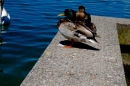 Hochwasser-am-Bodensee-Rorschach-2016-06-20-Bodensee-Community-SEECHAT-CH-_71_.jpg